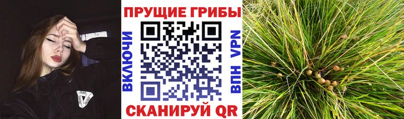 Псилоцибиновые грибы Cubensis  Балабаново 